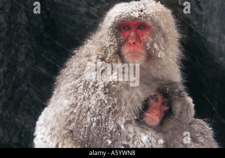 Close-up of Macaque japonais (Macaca fuscata) avec ses jeunes, Nagano Prefecture, Honshu, Japan Banque D'Images