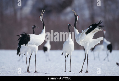 Grue du Japon (Grus japonensis) oiseaux sur snowcovered, Shitsigen paysage du Parc National de Kushiro, Hokkaido, Japon Banque D'Images