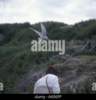 Sterne arctique Sterna paradisea comportement défensif attaquant intrus Banque D'Images