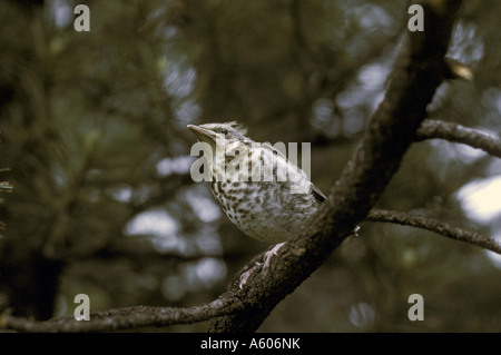 Mistle Thrush Turdus viscivorus perché dans l'arbre pour mineurs Banque D'Images