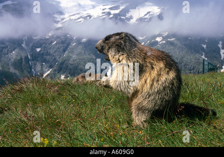 Marmotte des Alpes (Marmota marmota) dans la zone, le Parc National du Hohe Tauern, Austriaal Banque D'Images