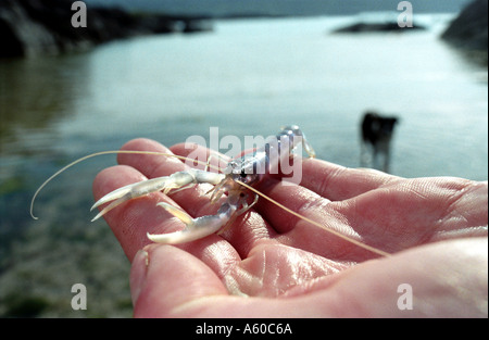 Homard d'élevage bébé élevés en captivité au Centre de recherches halieutiques Ardtoe Ecosse Banque D'Images