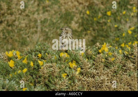 Meadow Pipit spioncelle Anthus pratensis perché sur l'ajonc bush Banque D'Images