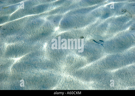 L'eau claire et fond de sable de lagoon sur l'île de Moorea Banque D'Images