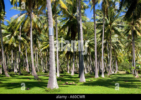 Une noix de coco cocoteraie sur l'île de Moorea Banque D'Images
