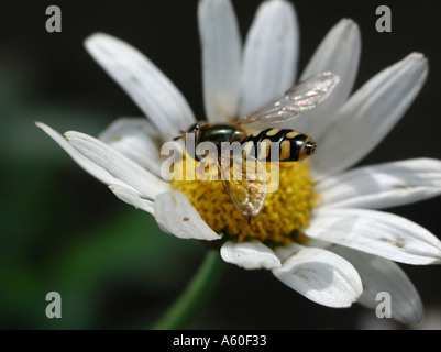 Hoverfly sur la Marguerite Banque D'Images