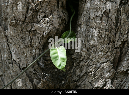 La lumière frappant feuille de lierre rampant sur un tronc d'arbre. Banque D'Images