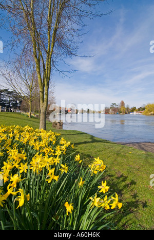 Grand angle de visualisation verticale de lots de jonquilles sur les rives de la Tamise inondées Banque D'Images