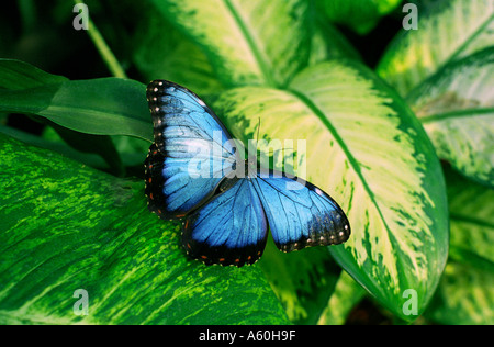 Papillon Bleu morpho sur leaf en situation tropical exotique Banque D'Images