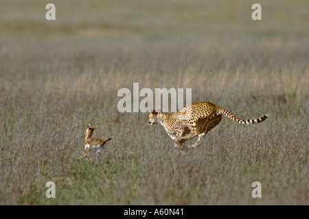Chasse guépard Gazelle de Thomson s Tanzanie Serengeti Acinonyx jubatus Gazella thomsonii Banque D'Images
