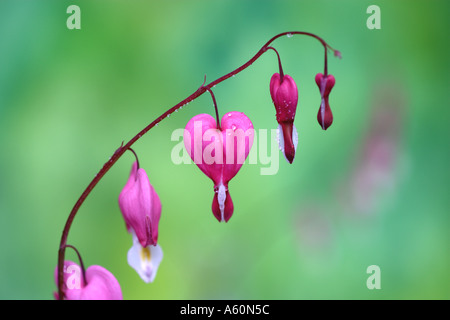 Le Cœur-Dutchman s Britches Dicentra spectabilis in close up fond vert Banque D'Images