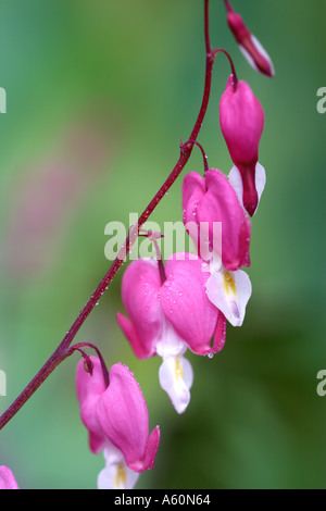 Le Cœur-Dutchman s Britches Dicentra spectabiles en close up fond vert Banque D'Images