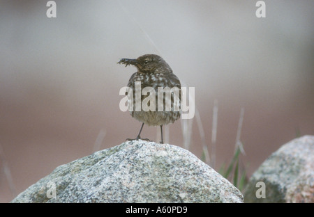 Rock Pipit Banque D'Images