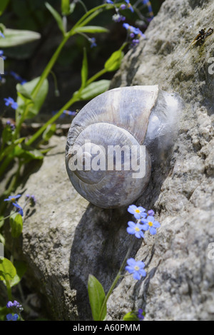 Turskish (escargot Helix lucorum taurica), l'estivation à une pierre entre forget-me-not, Turquie, Trabzon, Schwarzmeerkueste Banque D'Images