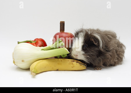 Texel (cobaye Cavia aperea porcellus. f), à la pomme, le paprika, le fenouil et la banane Banque D'Images