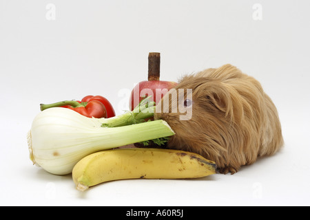 Cobaye Sheltie (Cavia aperea porcellus. f), à la pomme, le paprika, le fenouil et la banane Banque D'Images