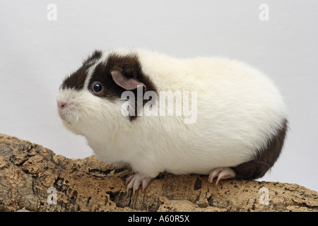 US Teddy cobaye (Cavia aperea Teddy US f. porcellus), chocolat blanc, assis sur cork Banque D'Images