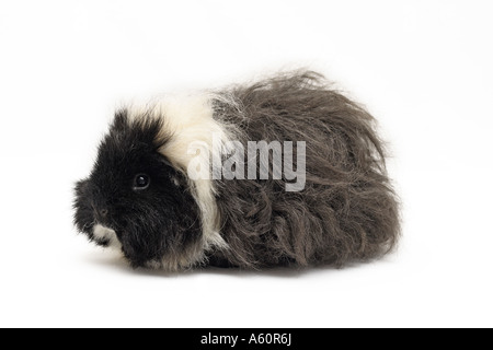 Cochon d'alpaga (Cavia aperea porcellus. f), Femme Banque D'Images