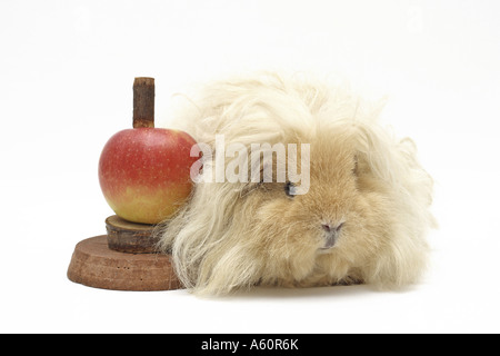 Cochon d'alpaga (Cavia aperea porcellus. f), couché à côté d'un Apple Banque D'Images