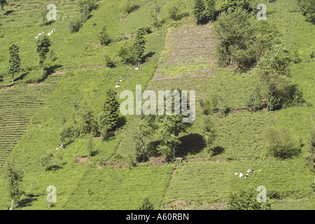 Usine de thé (Camellia sinensis, Thea sinensis, Camellia sinensis var. assamica, Thea assamica), plateau de la récolte dans l'agriculture écologique pla Banque D'Images