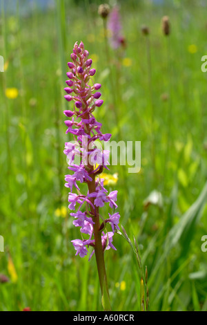 Orchidée parfumée (Gymnadenia conopsea), inflorescence, Allemagne, Bavière, Chiemsee Banque D'Images