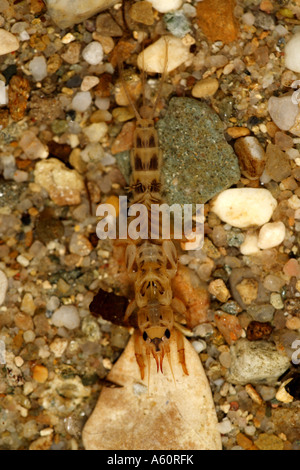 D'éphémères communes (Ephemera danica), larve à shingle, Allemagne, Bavière, Inn Banque D'Images