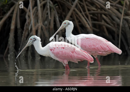 Roseate spoonbill (Ajaia ajaia), deux individus sur l'alimentation animale, USA, Floride Banque D'Images