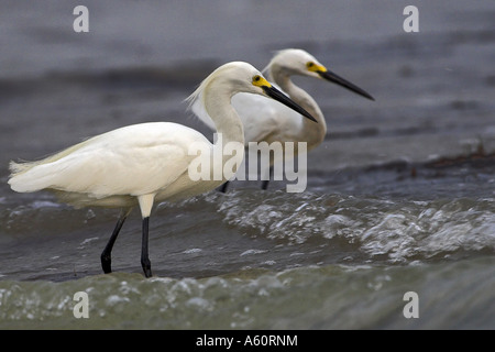 Aigrette neigeuse (Egretta thula), deux personnes sur la plage, USA, Floride, Everglades Np, Sanibel Island Banque D'Images