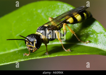 Domaine digger wasp (Mellinus arvensis), on leaf Banque D'Images