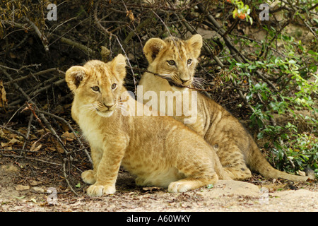 Lion (Panthera leo), deux jeunes, en Namibie Banque D'Images