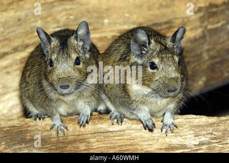 Degu, queue en brosse (Rat Octodon dégus), deux individus, portrait, Chili Banque D'Images