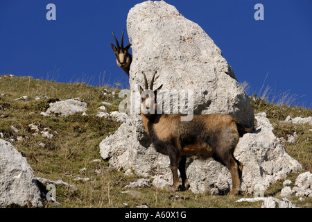 Chamois des Abruzzes, Abruzzes chamois (Rupicapra rupicapra ornata), chamois en fourrure d'hiver, l'Italie, les Abruzzes, Abruzzes NP Banque D'Images