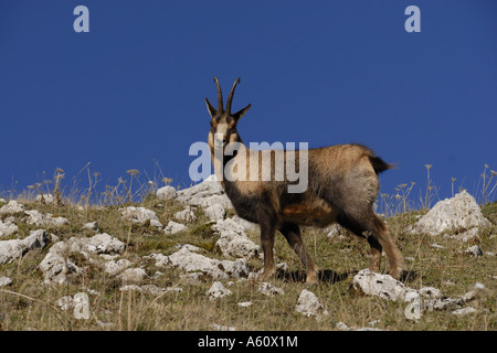 Chamois des Abruzzes, Abruzzes chamois (Rupicapra rupicapra ornata), chamois seul), l'Italie, les Abruzzes, Abruzzes NP Banque D'Images