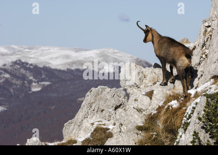 Chamois des Abruzzes, Abruzzes chamois (Rupicapra rupicapra ornata), chamois au rock, l'Italie, les Abruzzes, Abruzzes NP Banque D'Images