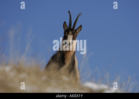 Chamois des Abruzzes, Abruzzes chamois (Rupicapra rupicapra ornata), buck close up, l'Italie, les Abruzzes, Abruzzes NP Banque D'Images