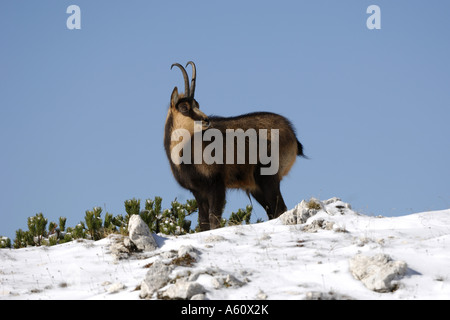 Chamois des Abruzzes, Abruzzes chamois (Rupicapra rupicapra ornata), dans la neige, l'Italie, les Abruzzes, Abruzzes NP Banque D'Images