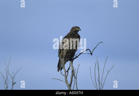 Buse à queue rousse (Buteo jamaicensis), seul animal assis sur une branche Banque D'Images