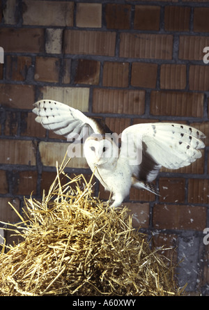 Effraie des clochers (Tyto alba), seul animal dans une grange Banque D'Images
