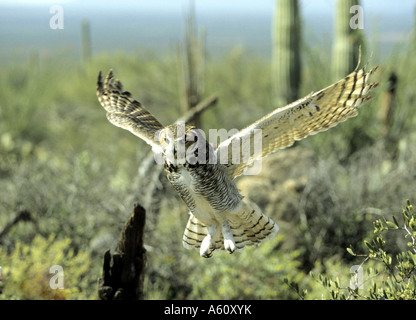 Grand-duc d'Amérique (Bubo virginianus), battant seul animal Banque D'Images