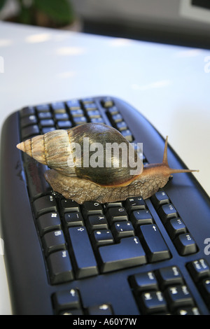 Escargot, brown, gardensnail escargot commun, l'escargot (Helix aspersa, Cornu aspersum, Cryptomphalus Banque D'Images