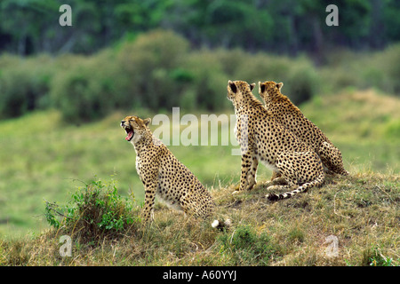 Le Guépard (Acinonyx jubatus), femme avec deux jeunes subadultes à proie, Namibie Banque D'Images