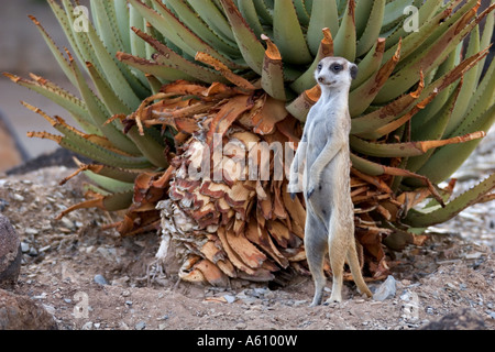 À queue fine, suricate (Suricata suricatta) suricates, assurer une veille, République centrafricaine Banque D'Images