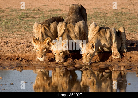 Lion (Panthera leo), youngs au waterhole, Afrique du Sud Banque D'Images