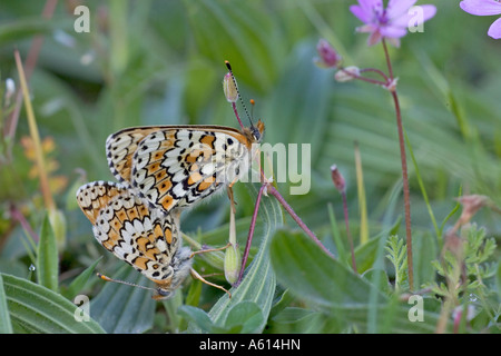 Glanville fritillary Melitaea cinxia accouplement paire de Loire Région Centre France Banque D'Images