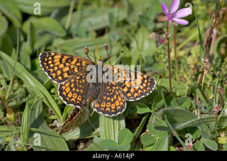 Glanville fritillary Melitaea cinxia accouplement paire de Loire Région Centre France Banque D'Images