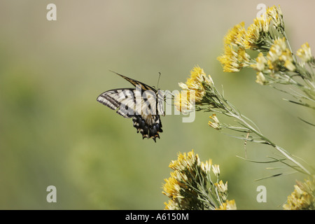 Papillon queue deux Papilio multicaudatus Arizona USA Banque D'Images