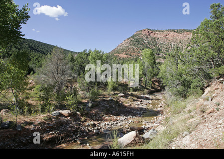 Taylor Creek dans la région de Kolob Canyon Zion National Park Utah USA Banque D'Images