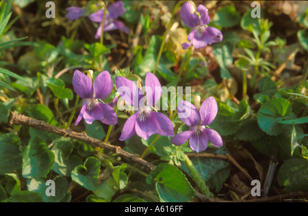 Chien commun Violette Banque D'Images