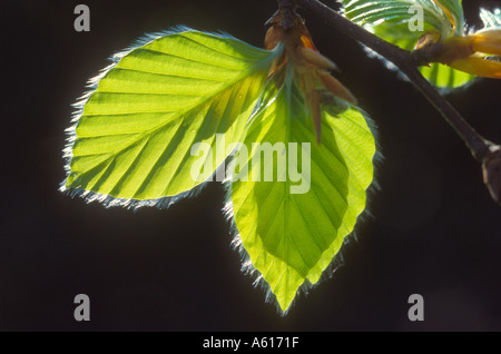 Feuilles de hêtre frais au printemps par le soleil en contre-jour Banque D'Images