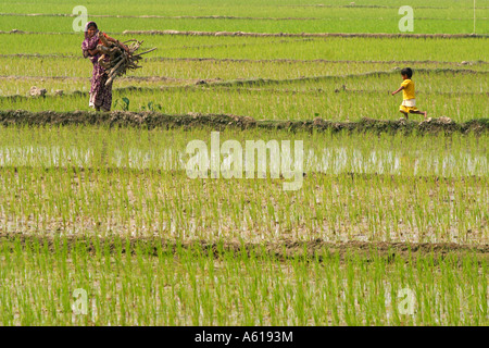 Bois de chauffage avec des femmes et des enfants dans un champ de riz à athgara westbengalia, Inde, Banque D'Images